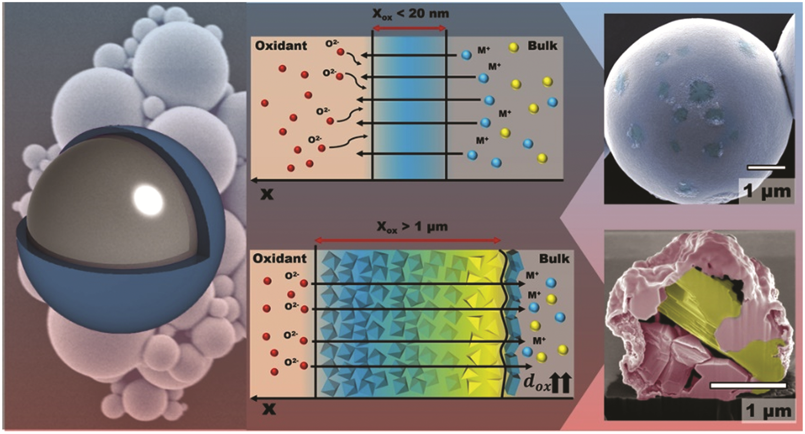 Graphical abstract: Passivation-driven speciation, dealloying and purification